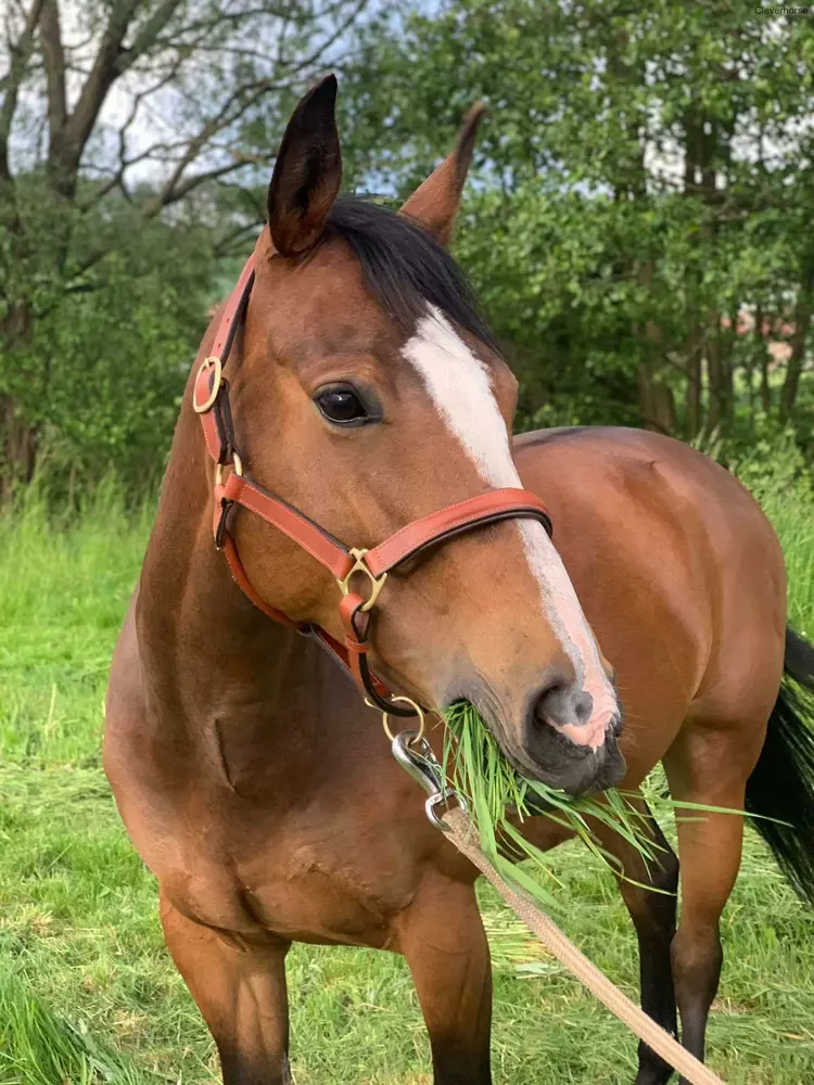 Kožená ohlávka s kováním 2. jakost