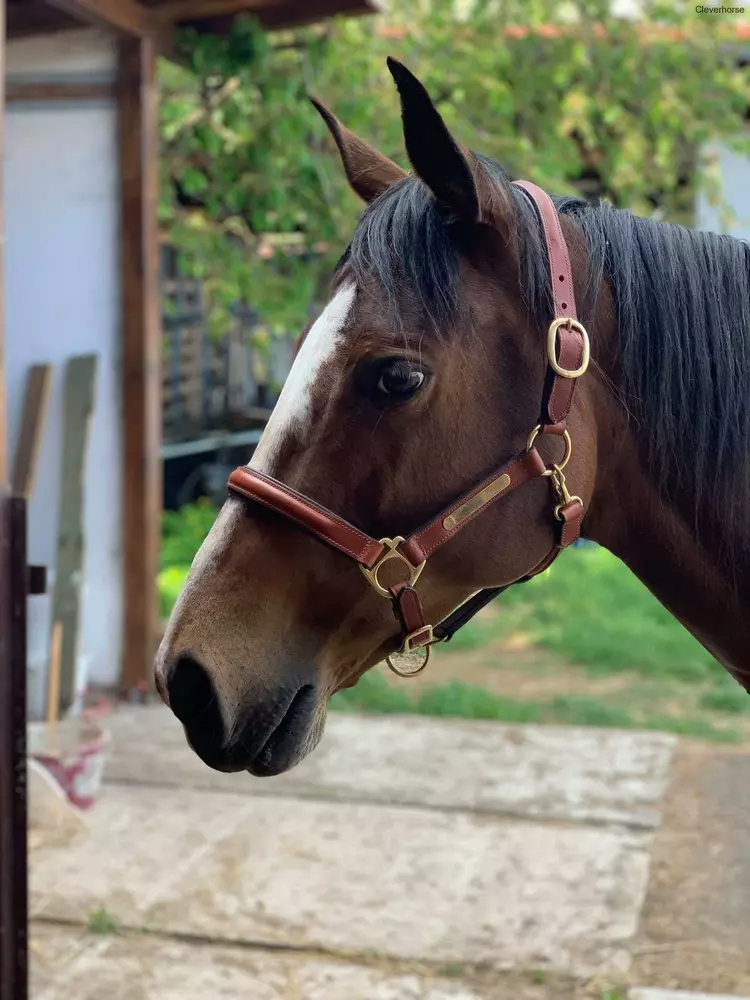 Kožená ohlávka s kováním 2. jakost