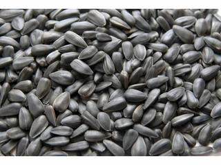 Slunečnice celá 25kg