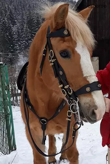 Barokní set UZDA, poprsník, podocasník, dvojité otěže