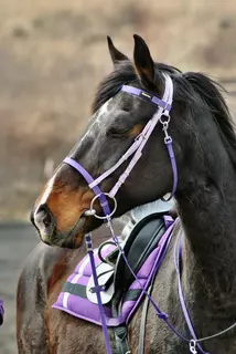 Uzdečka Anglická z Biothane