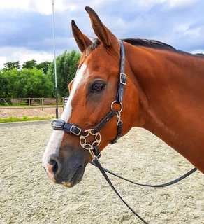 Hackamore uzdečka F.R.A. Miranti