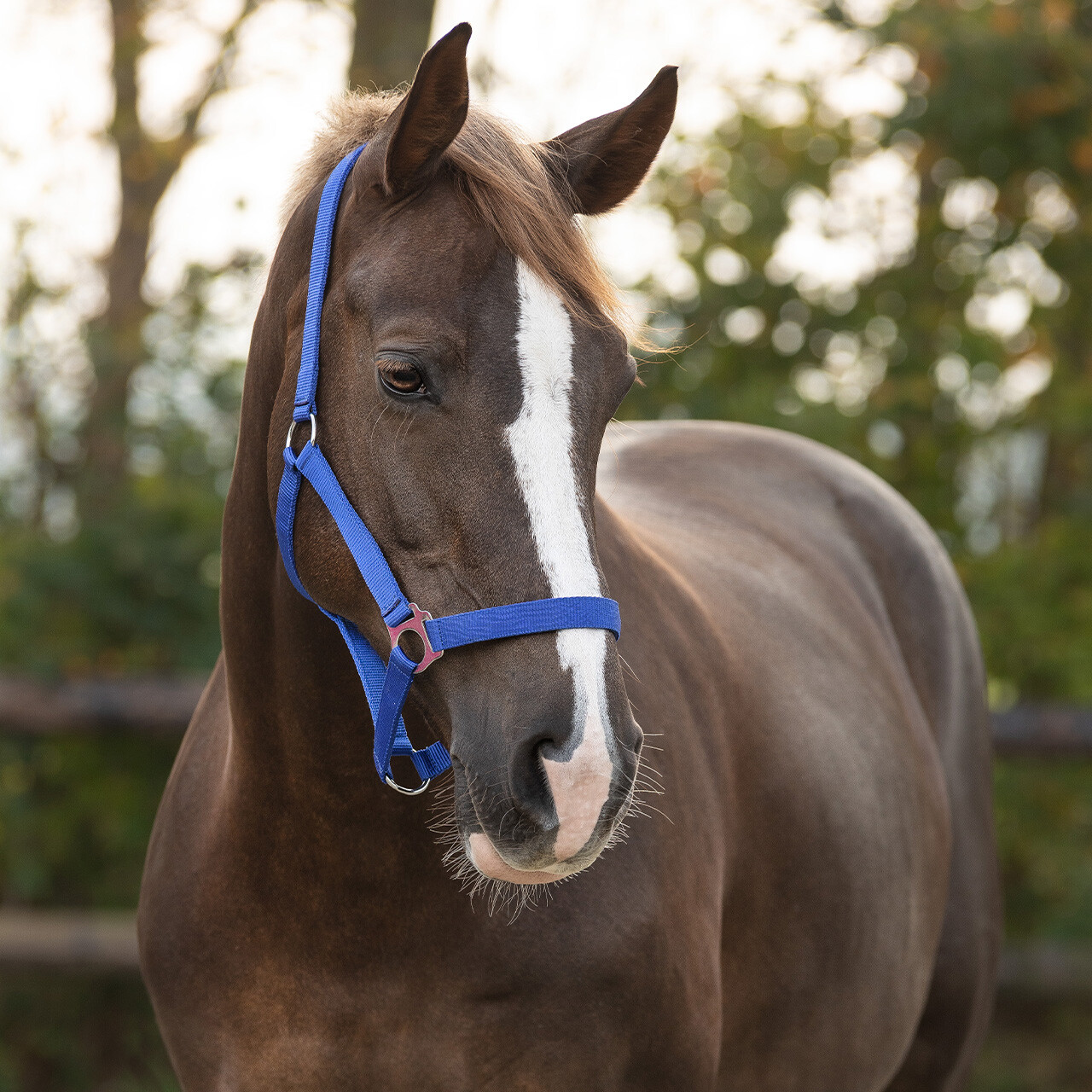 Nylonová ohlávka Slide