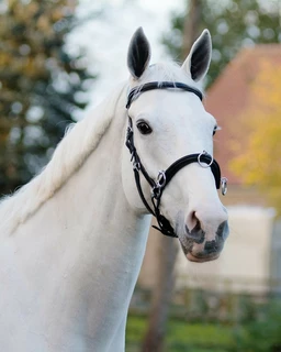 Kožený obnosek QHP