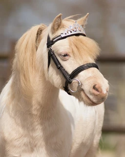 Korunka pro koně Crown