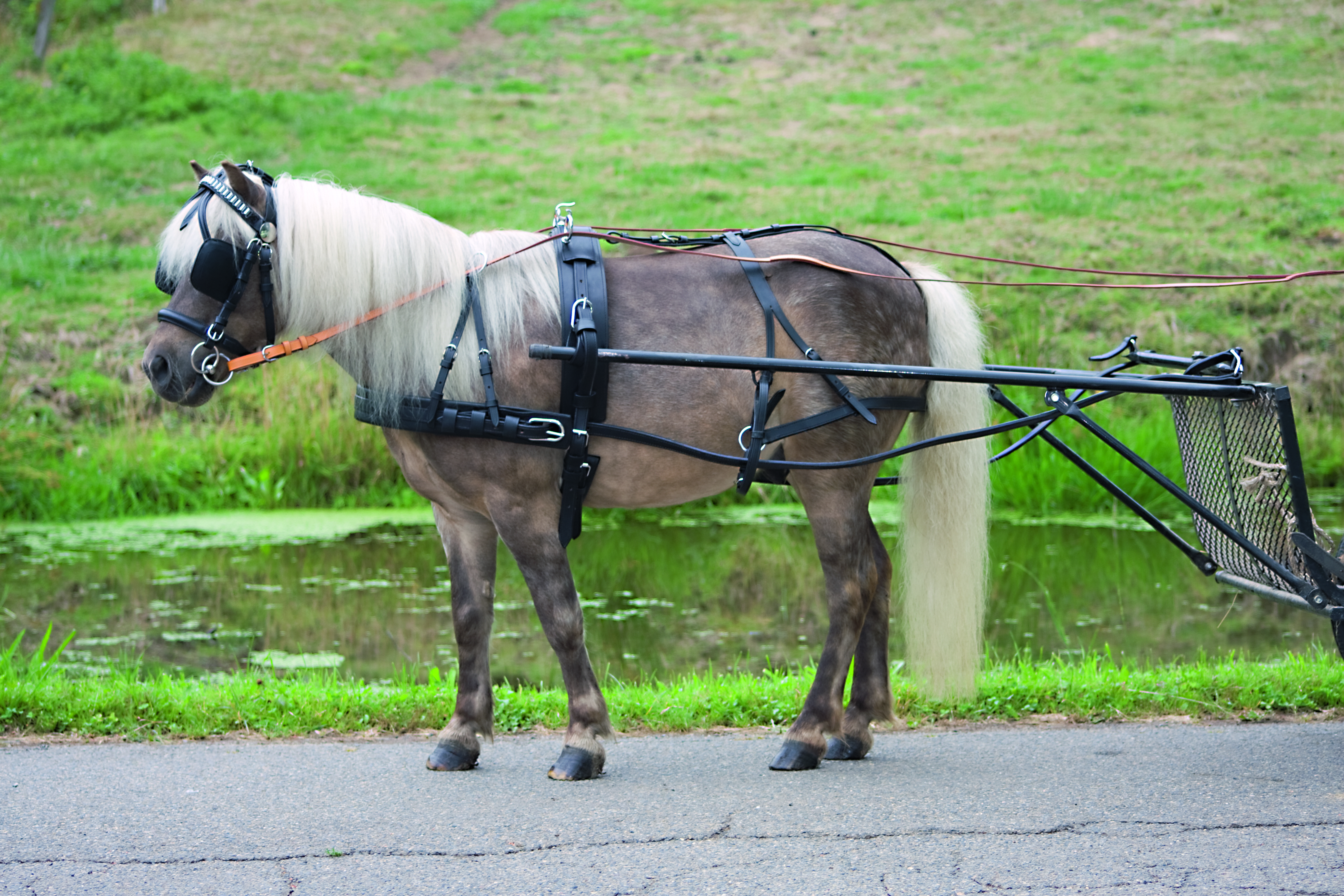 Kožený kompletní postroj Star Economic pro pony