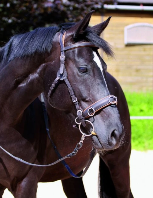 Multifunkční uzdečka Barefoot® Contour Physio