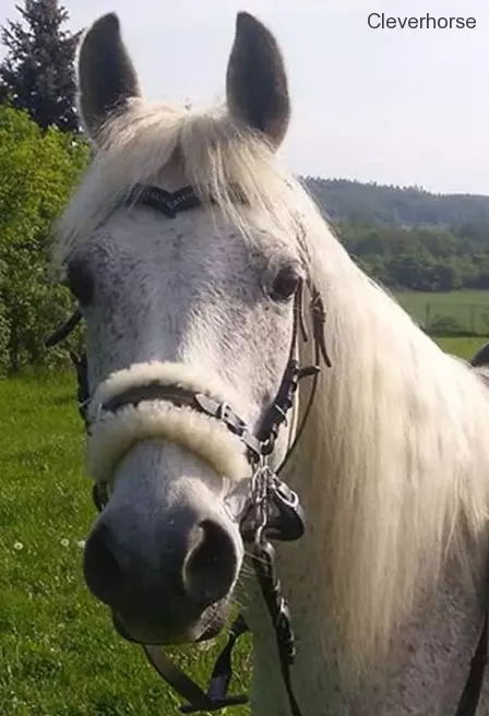 Kožené řemínky k hackamore s beránkem