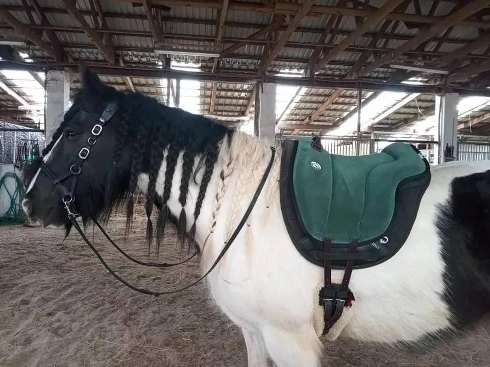 Jezdecký pad Brockamp® včetně podbřišníku