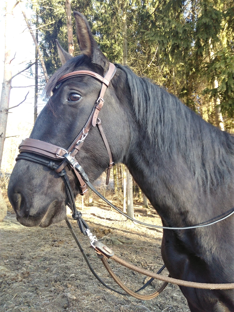 Obnosková uzdečka Cavesson anatomical pony-xfull