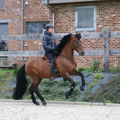 Nákrční řemen kožený F.R.A. Kripton