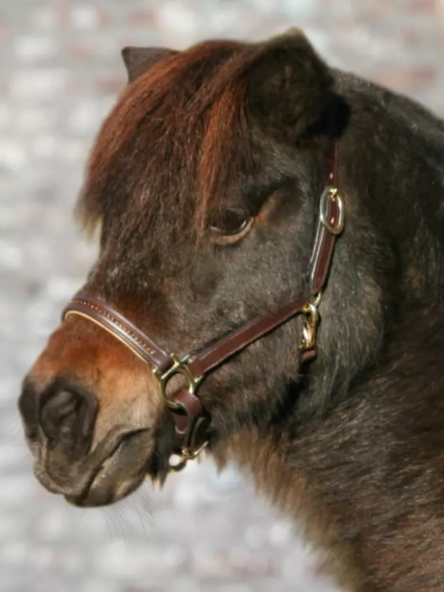 Kožená ohlávka Diamond Star