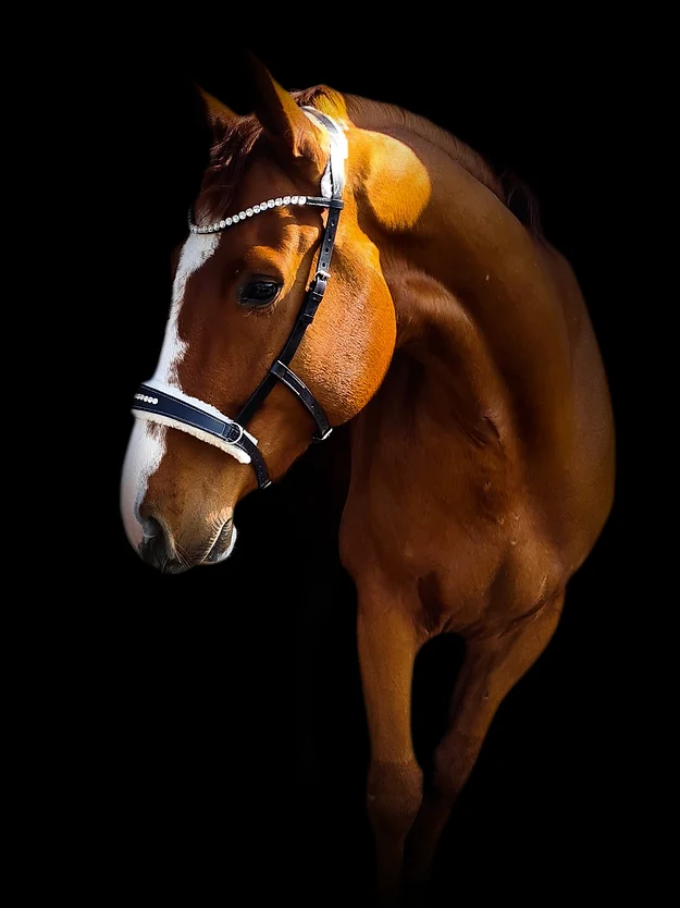 Uzdečka Moonrian Bitless Alurea