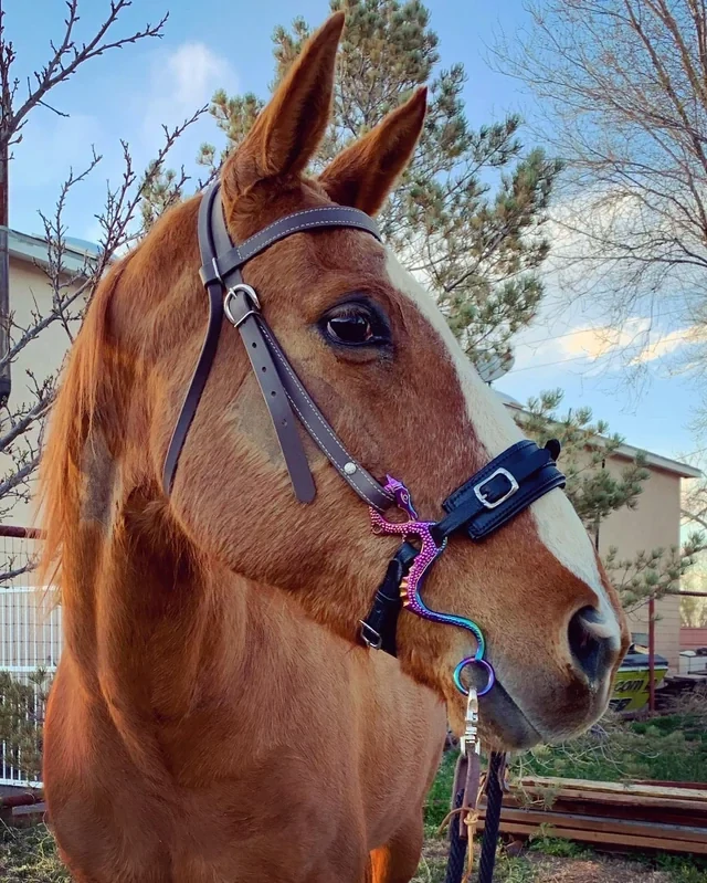Hackamore ramena Dragon duhové