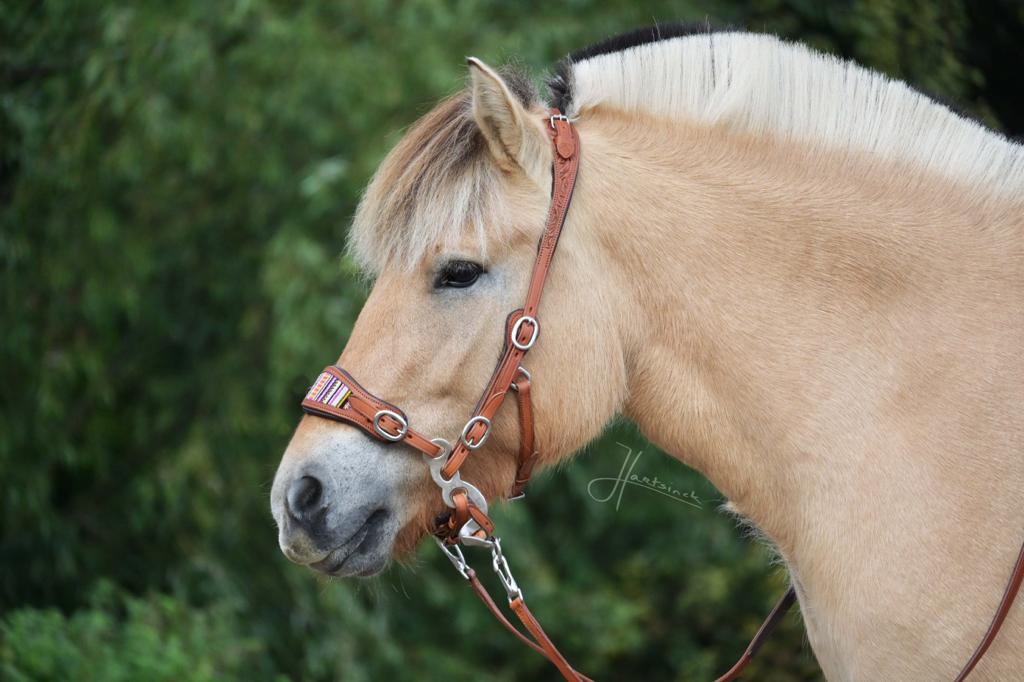 Hackamore uzdečka Edix Brightstar