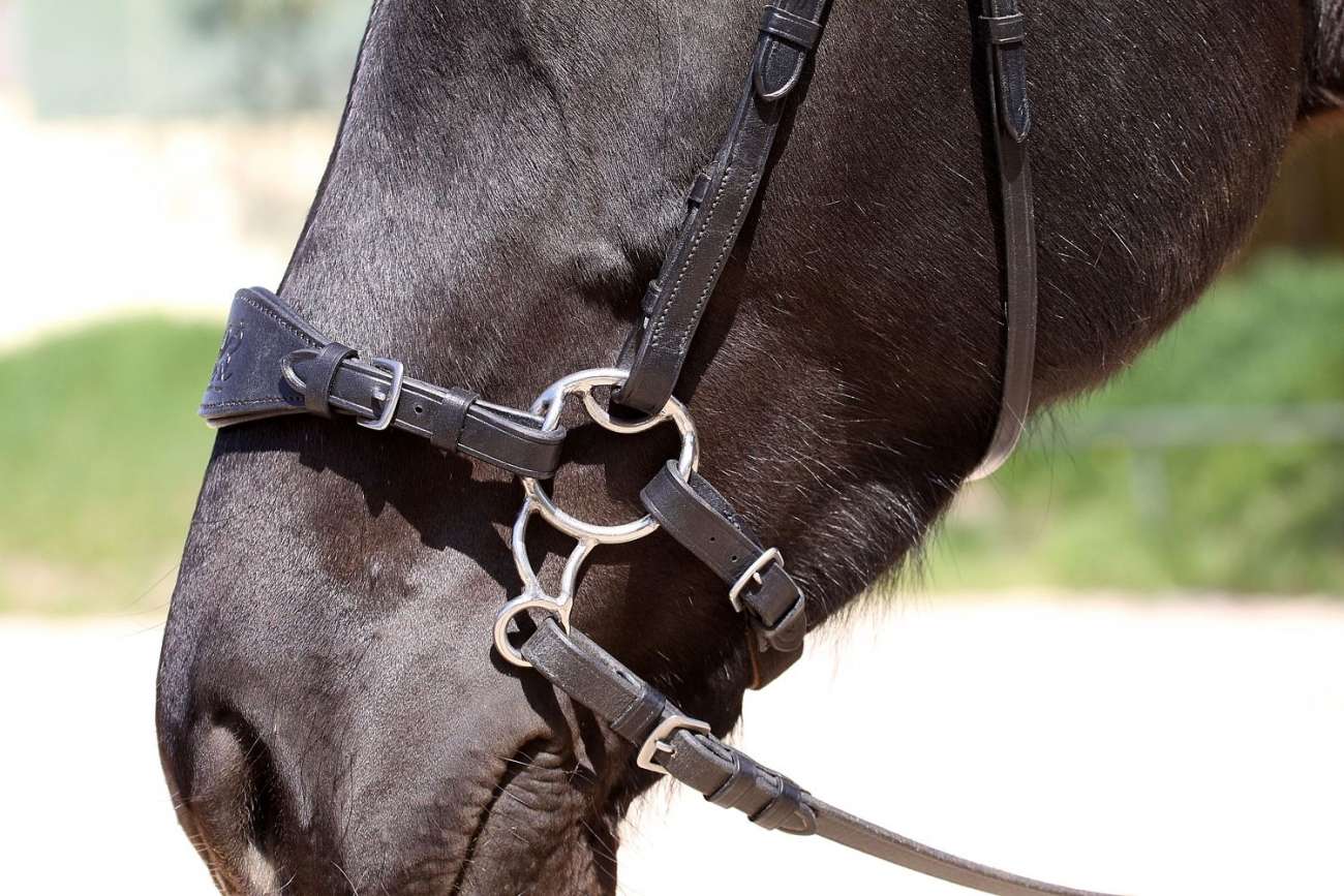 Barefoot® Bitless Bit Hackamore