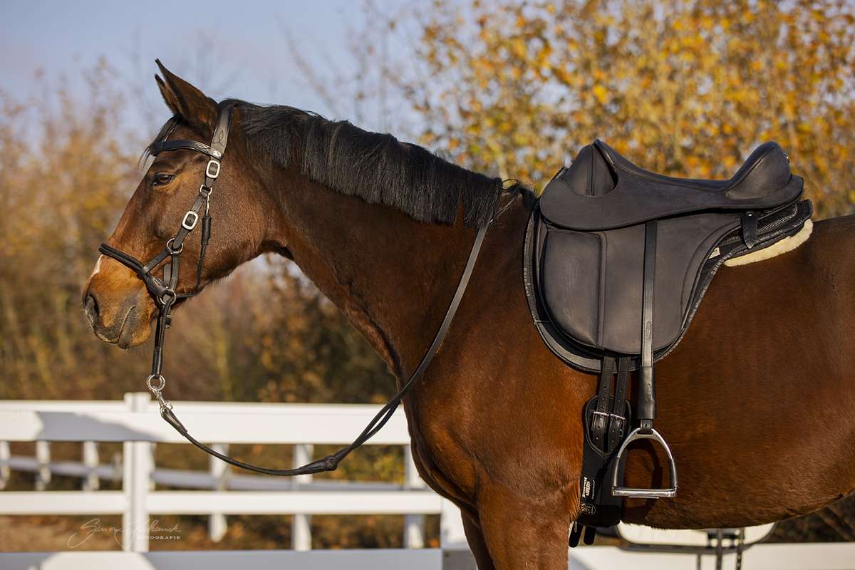 PŮJČOVNA Bezkostrové sedlo Barefoot® PRO Cherokee Classic ZKUŠEBNÍ