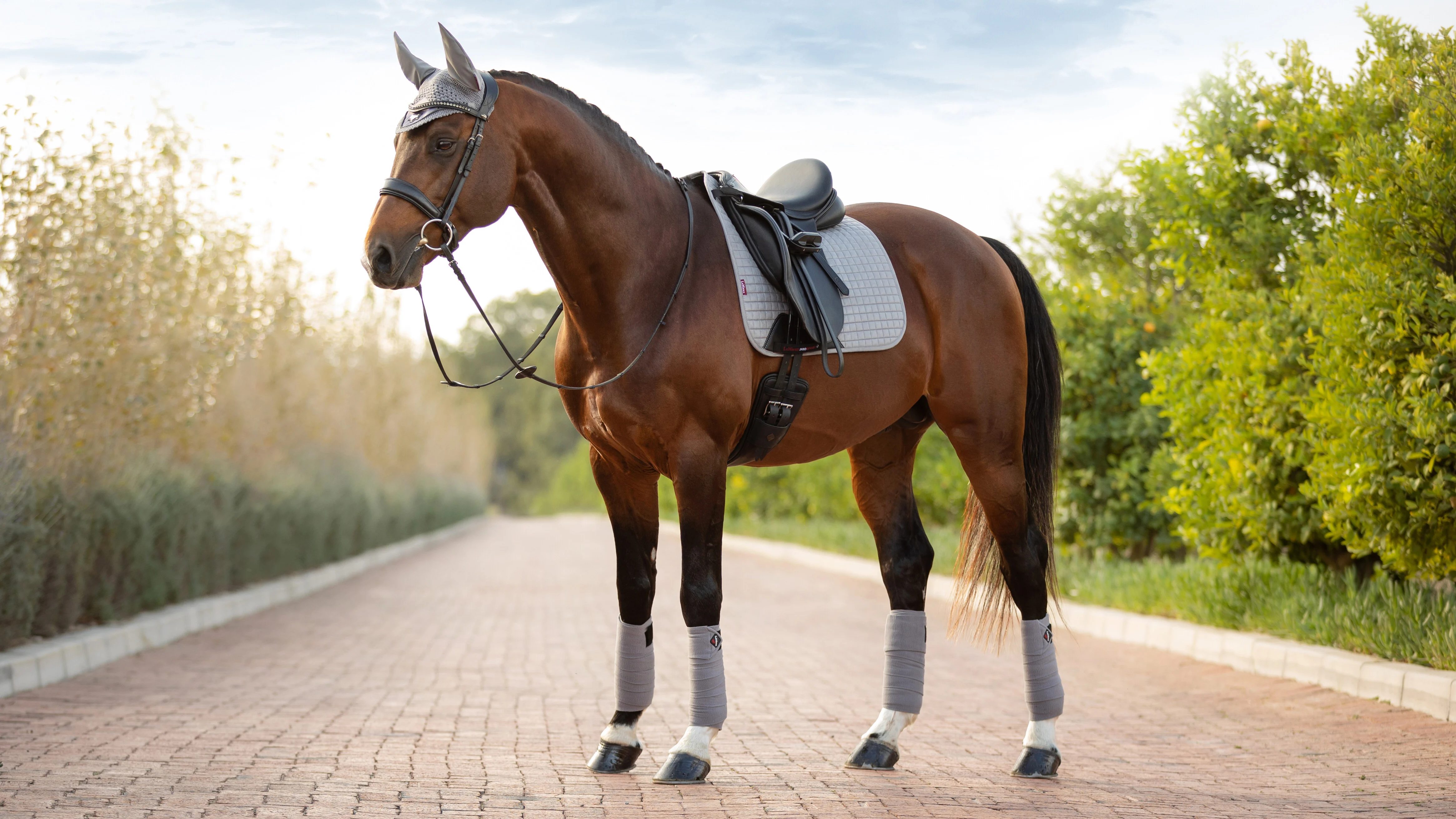 Podsedlová dečka LEMIEUX Suede Dressage Grey