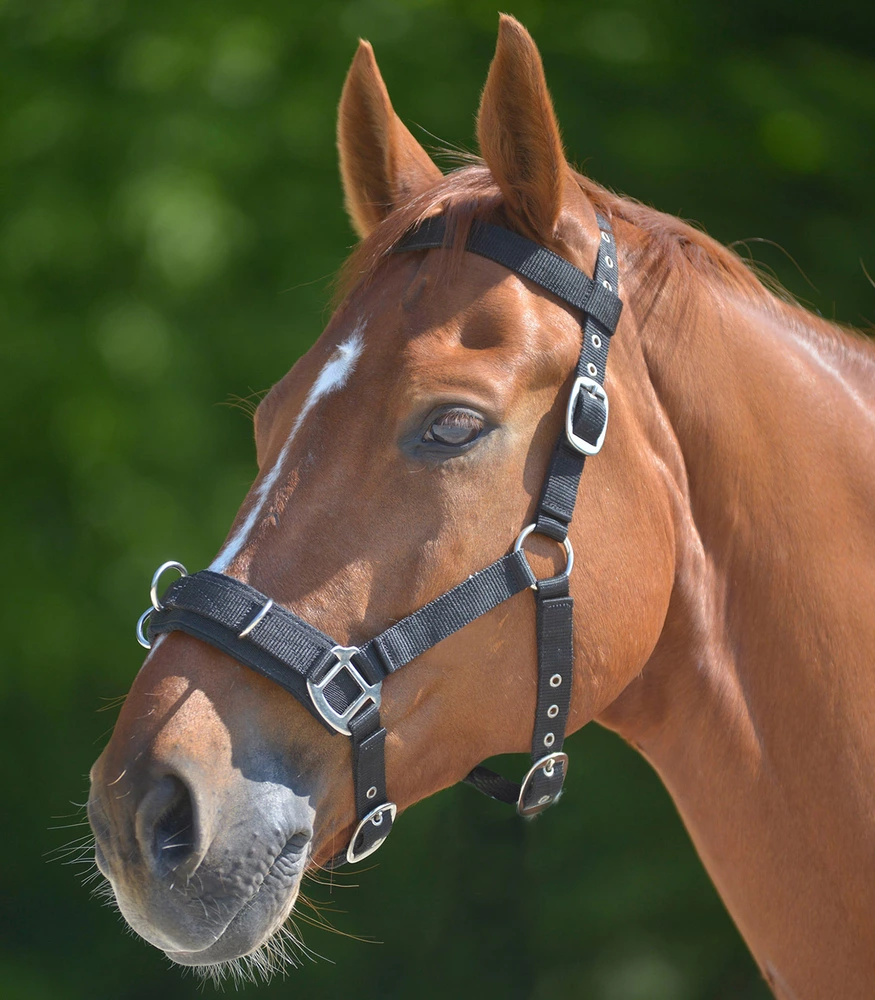 Lonžovací obnosek Economic