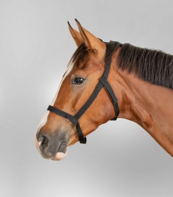 Výběhová ohlávka bez kování