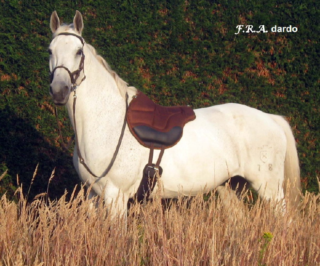 Jezdecký pad F.R.A. Dardo