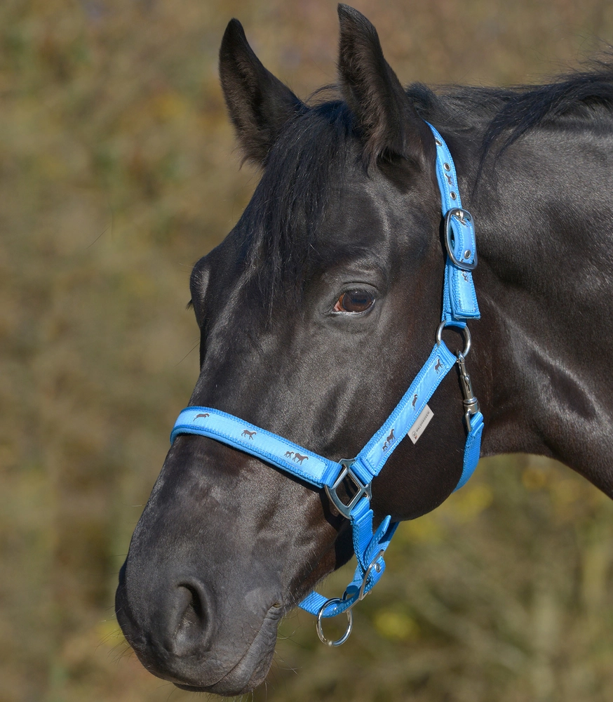 Ohlávka Little Horse