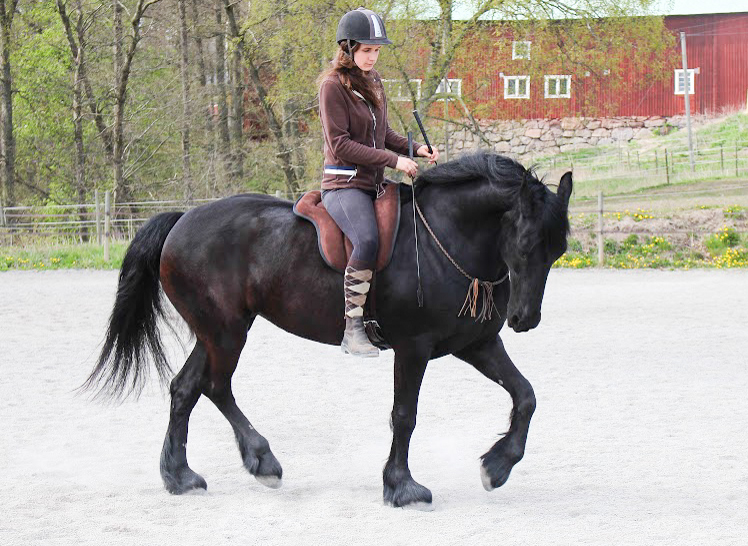 Jezdecký pad Brockamp® včetně podbřišníku