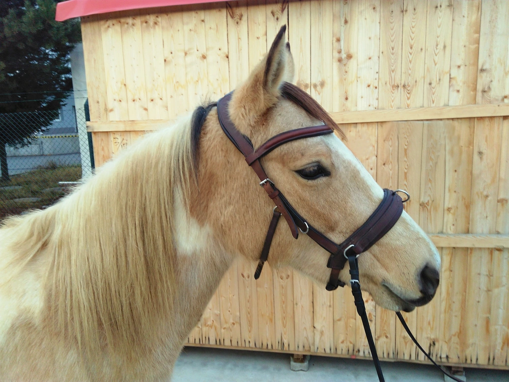 Obnosková uzdečka Cavesson anatomical pony-xfull