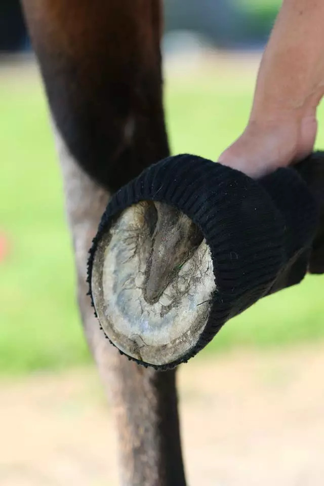 Ponožky do bot Cavallo Comfort