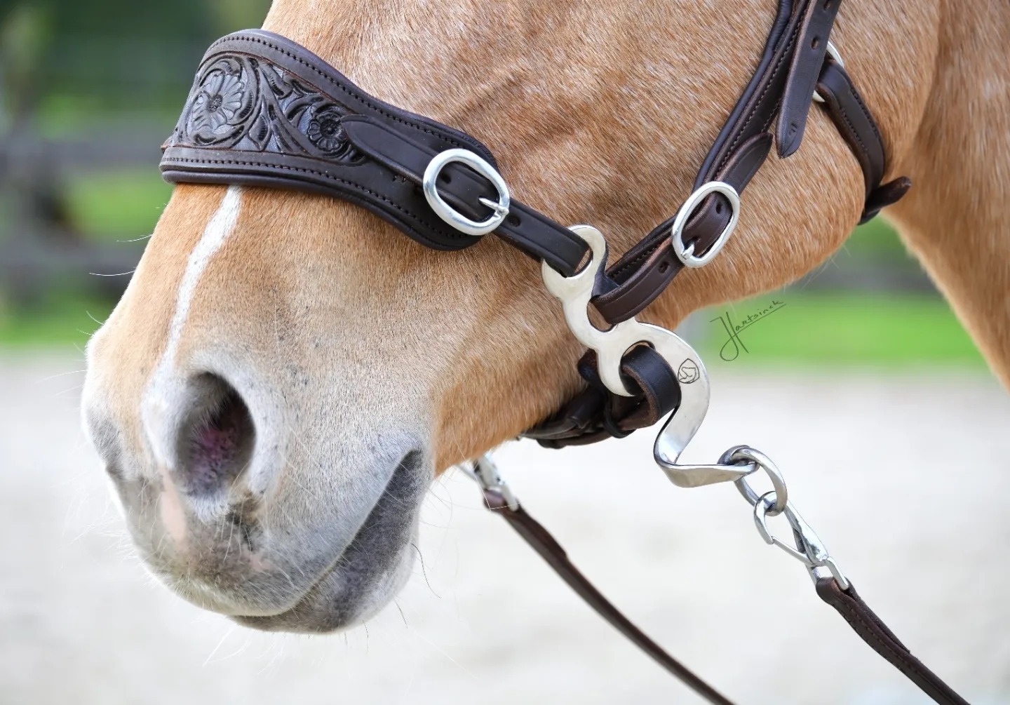 Hackamore Hack-Q® Edix