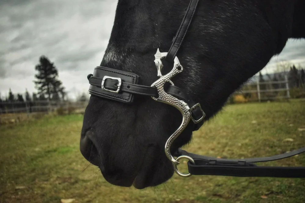 Hackamore ramena Dragon stříbrné