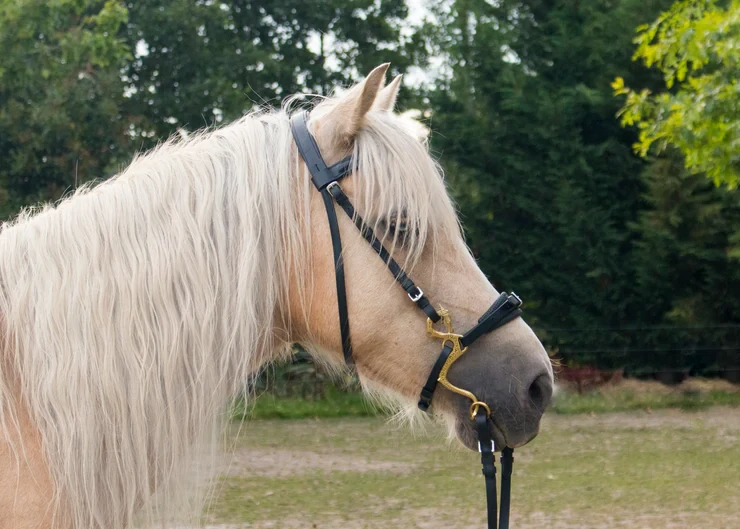 Hackamore ramena Dragon zlaté