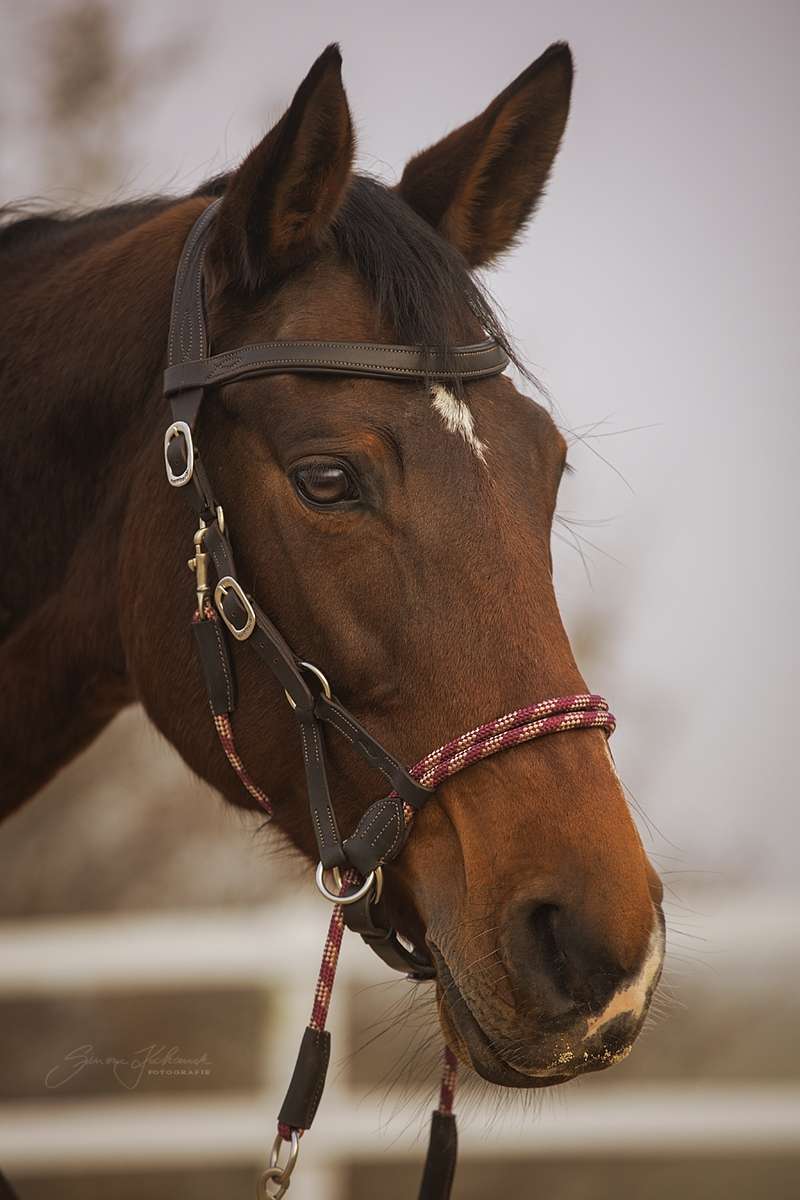Uzdečka Syringa Barefoot®