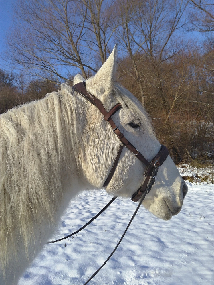 Obnosková uzdečka Cavesson anatomical pony-xfull
