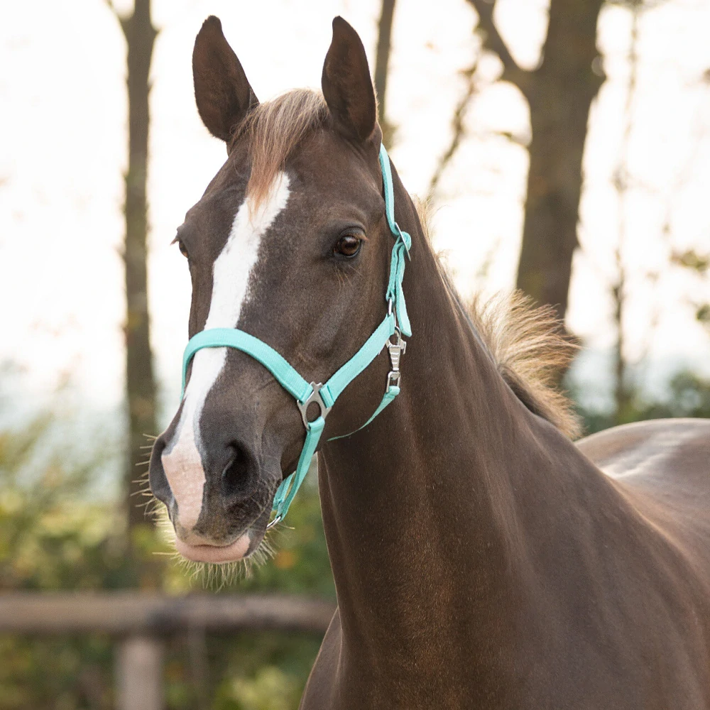 SADA ohlávka s vodítkem 