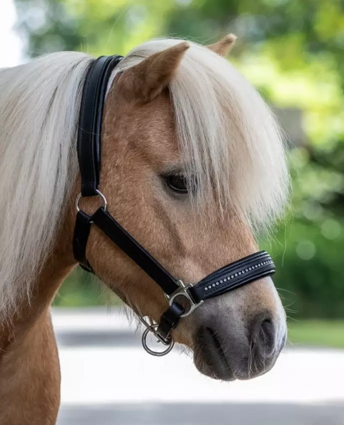 Kožená ohlávka Diamond Star