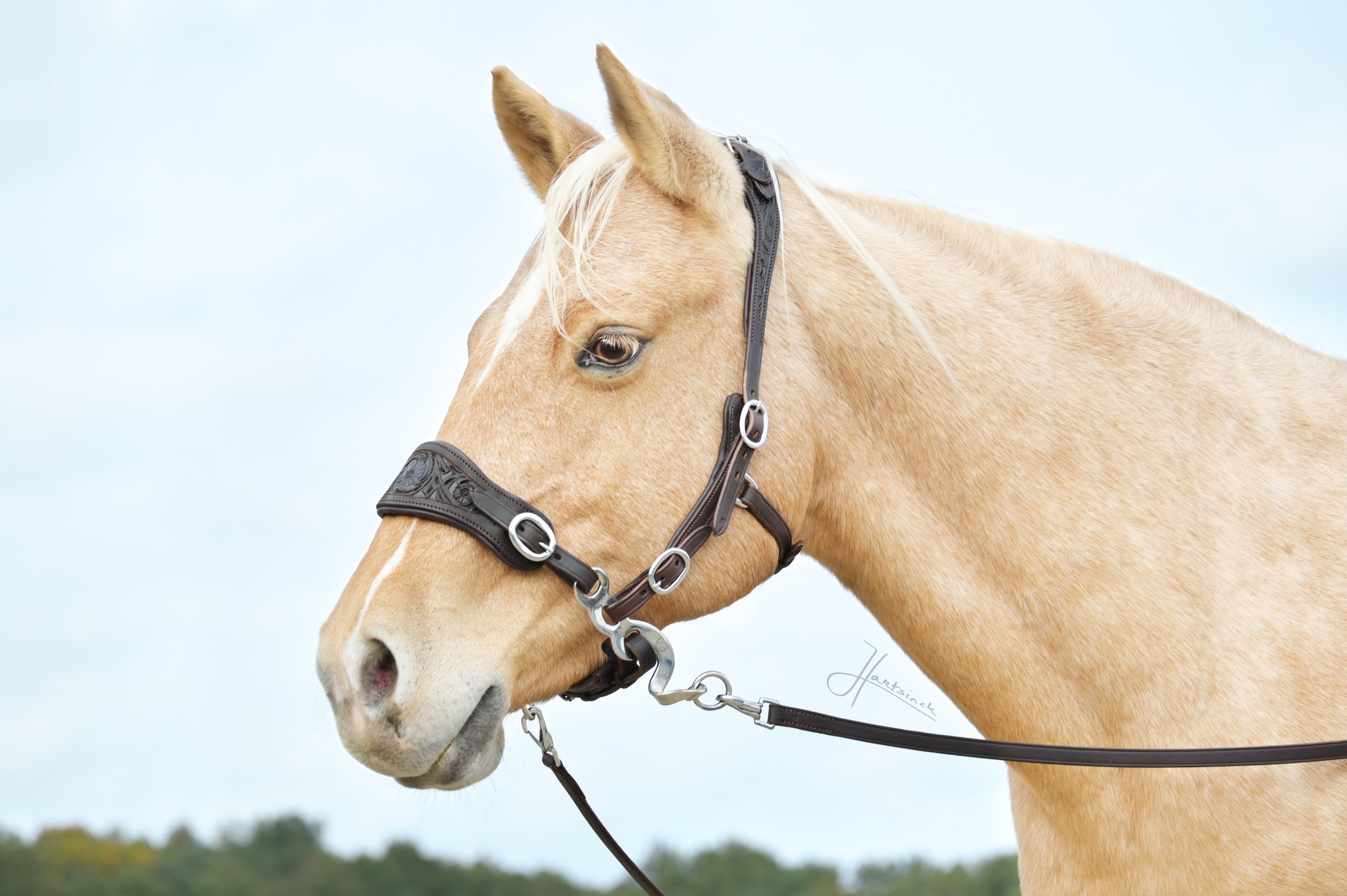 Hackamore Hack-Q® Edix