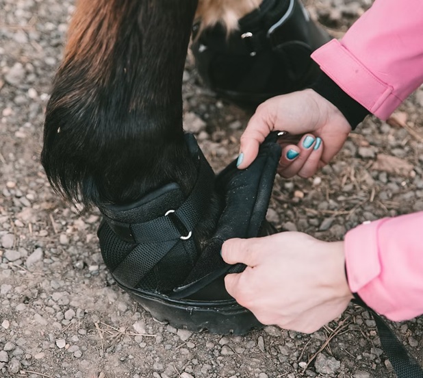 ZKUŠEBNÍ Boty pro koně SAWER Master na přední Slim FS130 