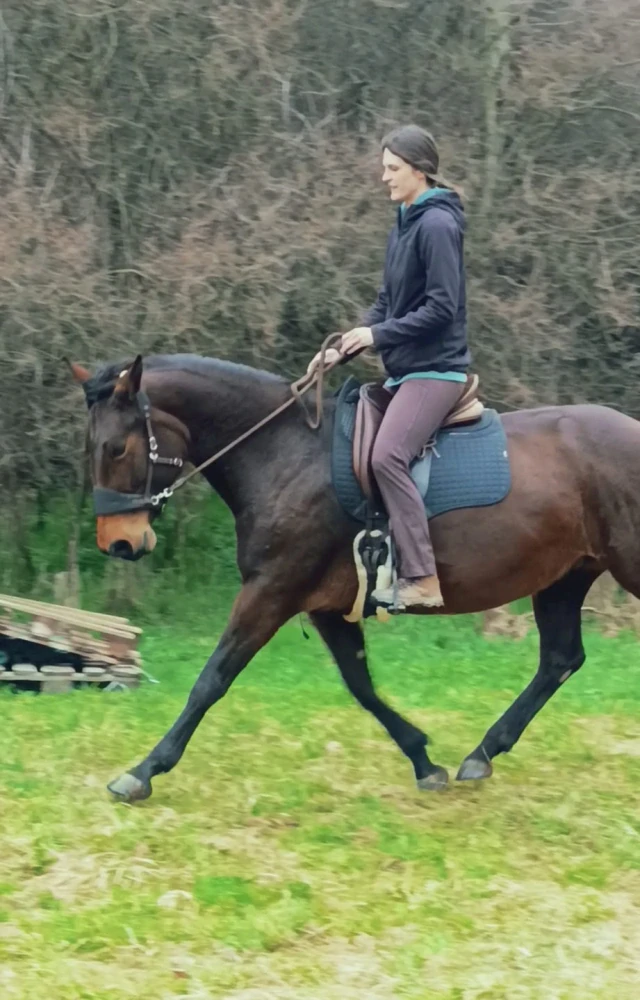 Equimero uzdečka Equitrense® Vario