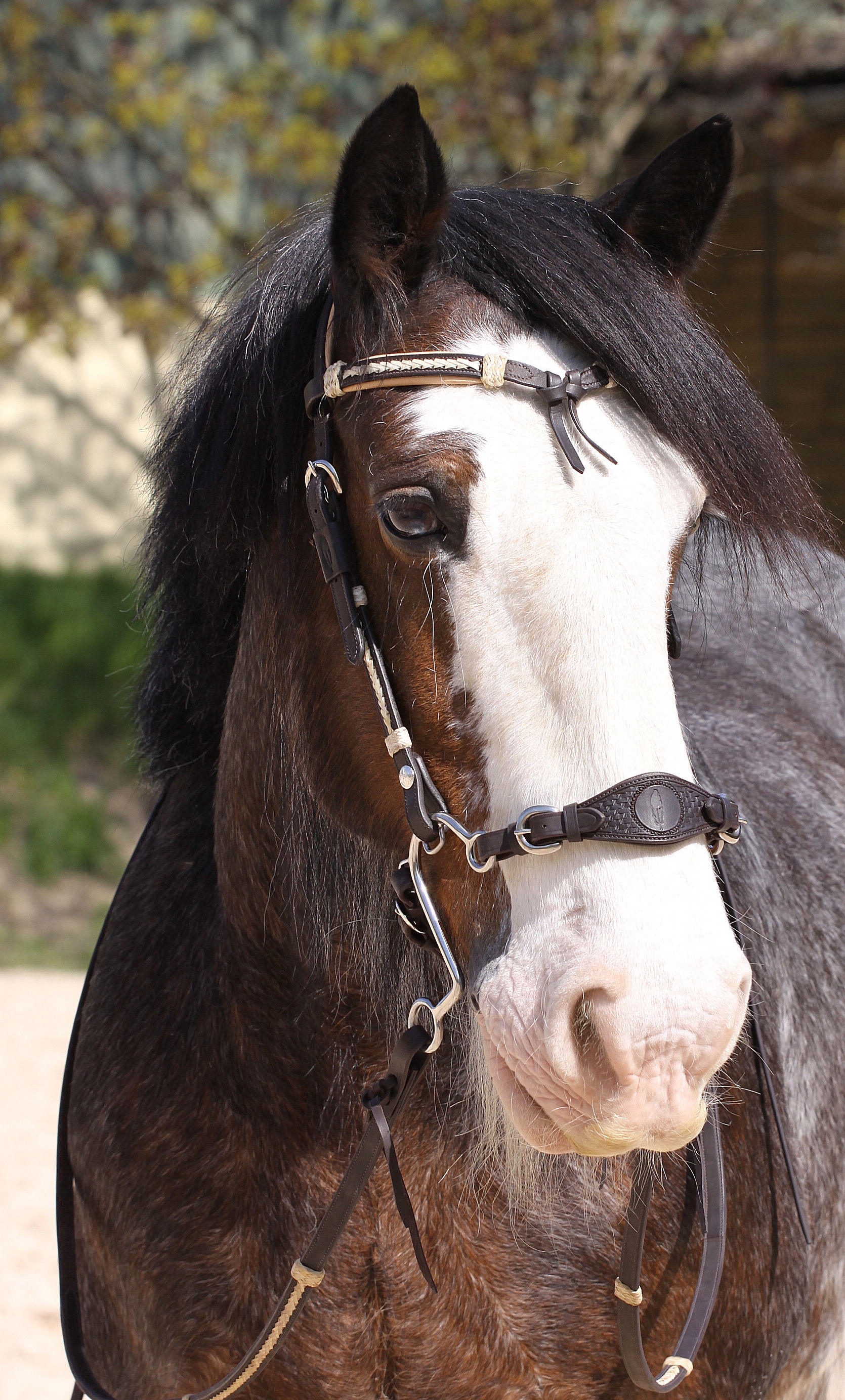 Nánosní řemínek pro BBB® nebo hackamore
