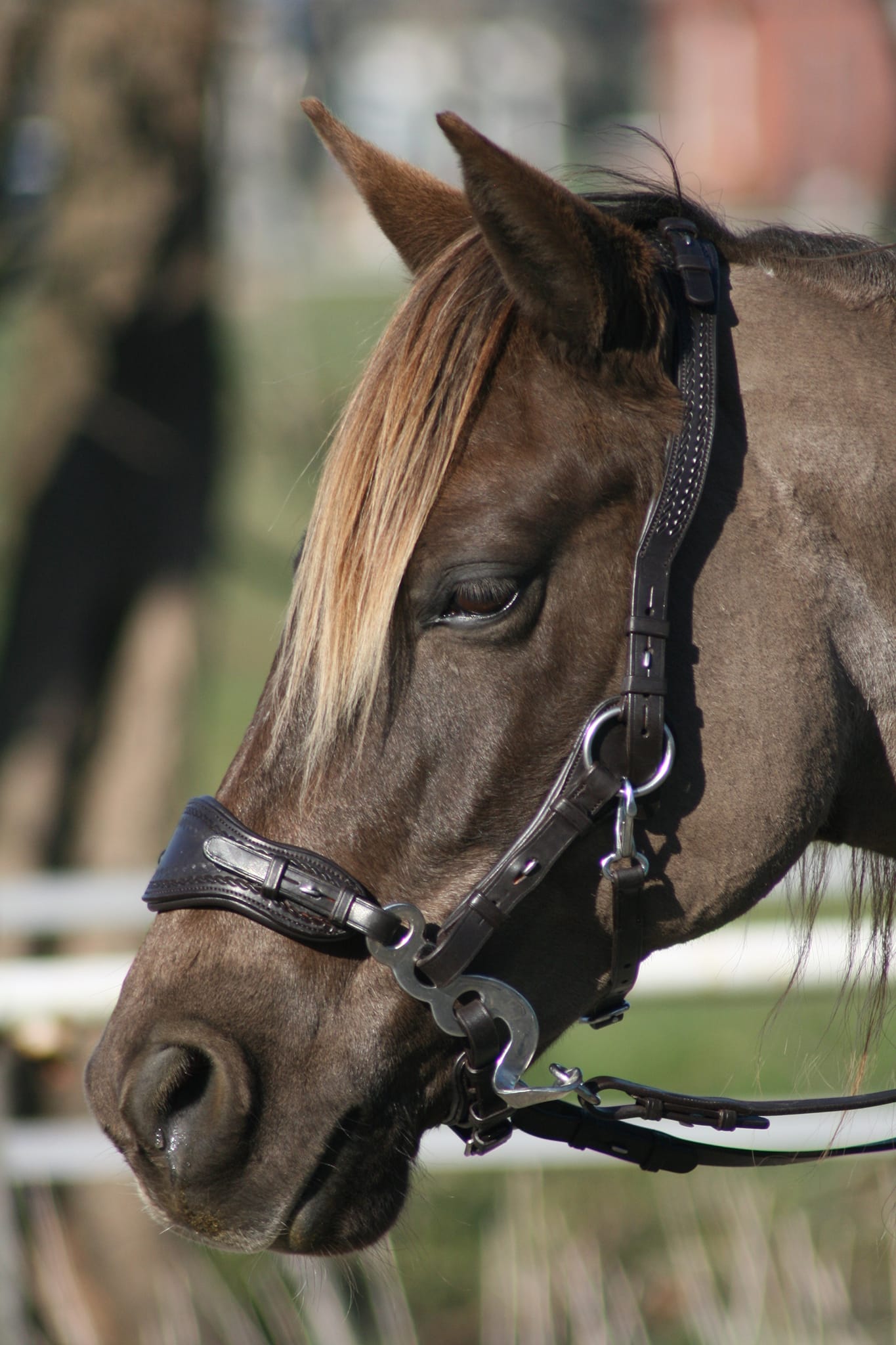 Hackamore Hack-Q® Edix
