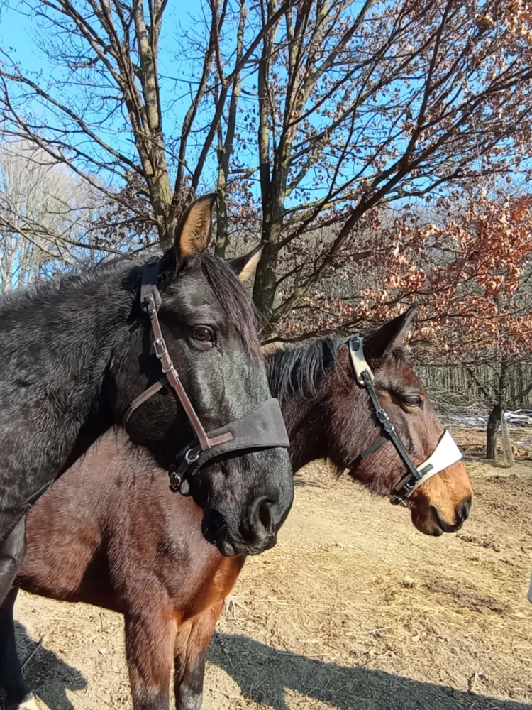 Equimero uzdečka Equitrense® Vario