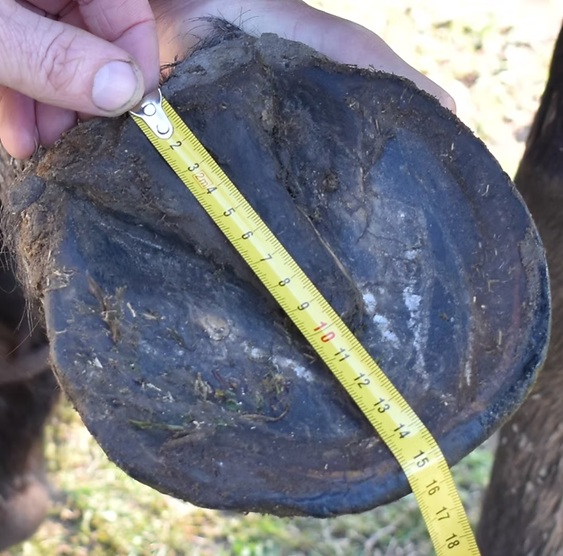 ZKUŠEBNÍ Boty pro koně SAWER Master na přední Slim FS130 