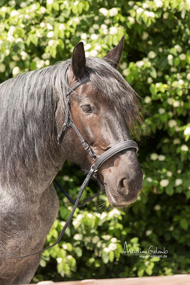 Multifunkční uzdečka Barefoot® Contour Physio