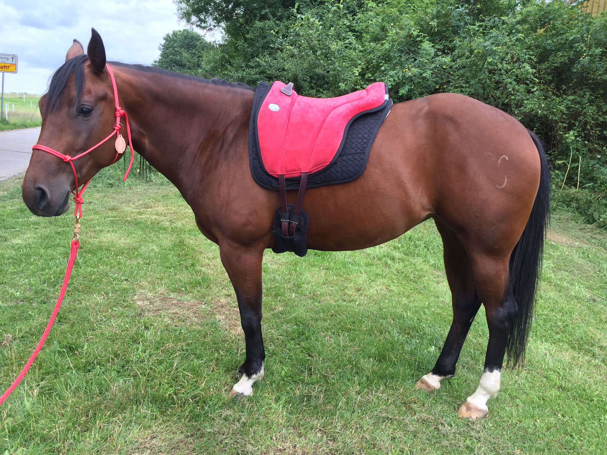 Jezdecký pad Brockamp® včetně podbřišníku