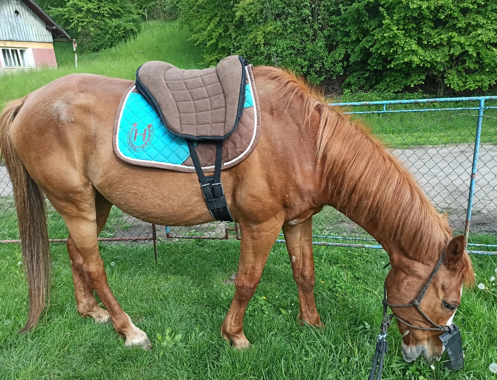 PŮJČOVNA Pad Grandeur Alcantara ZKUŠEBNÍ