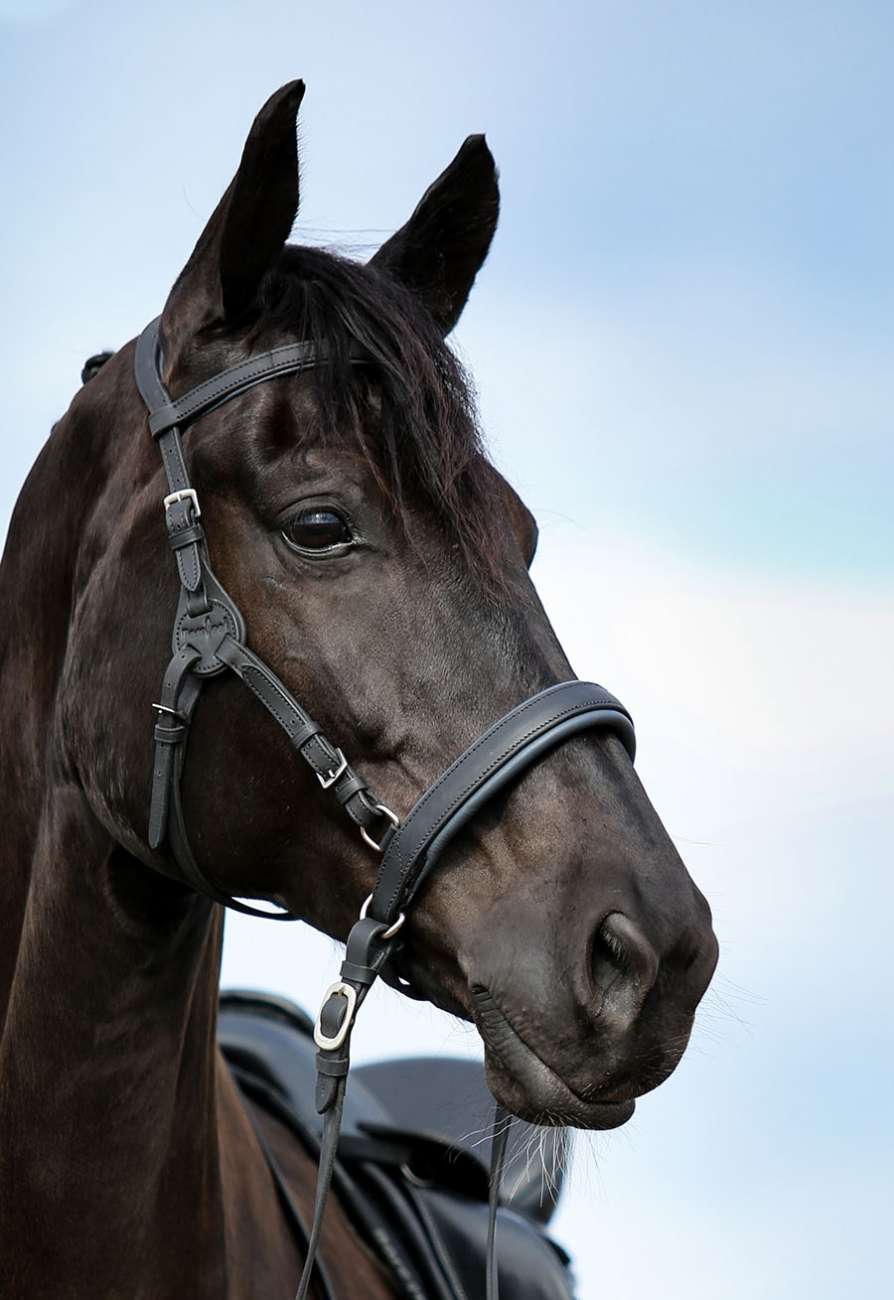 Multifunkční uzdečka Barefoot® Contour Physio