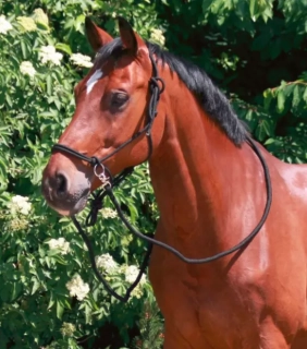 Provazová jezdecká ohlávka - bez otěží